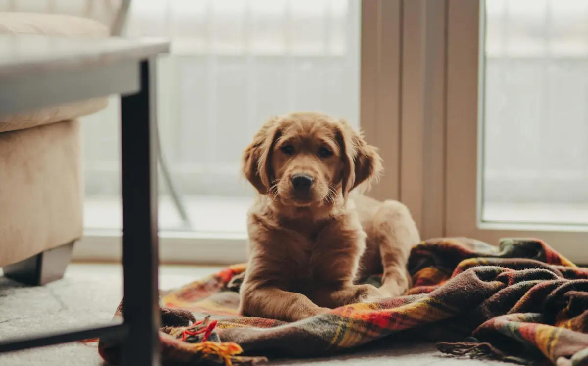 Featured image for How to Build a Calm Daily Routine for Indoor Dogs