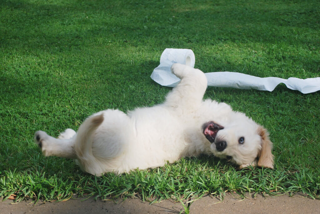A Checklist for Puppy-Proofing Your Home