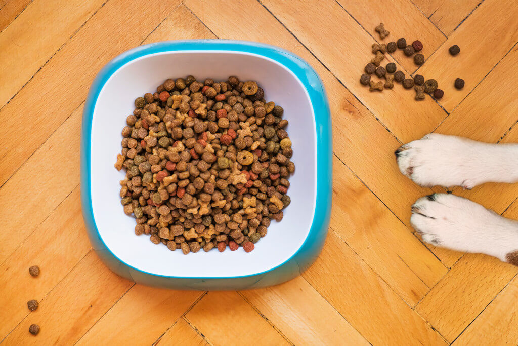 The Perks of Fasting for Your Pets 