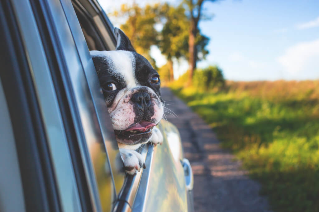 Guidance for Owners of Pets Who Wish to Take Them on Vacations With the Family 