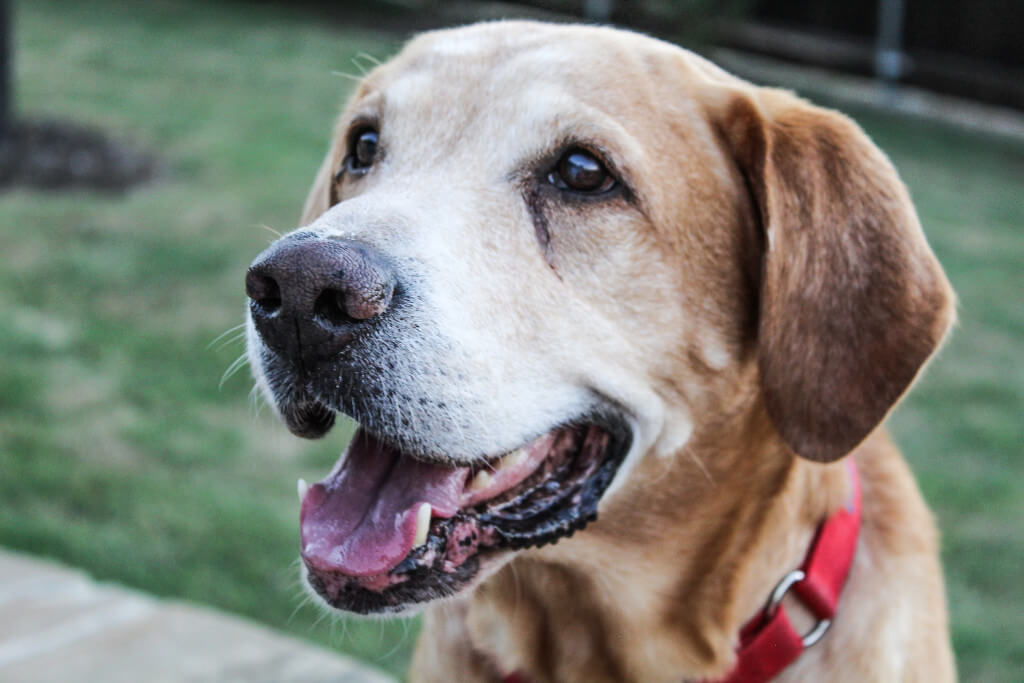 Guide to Maintaining a Healthy Senior Dog 
