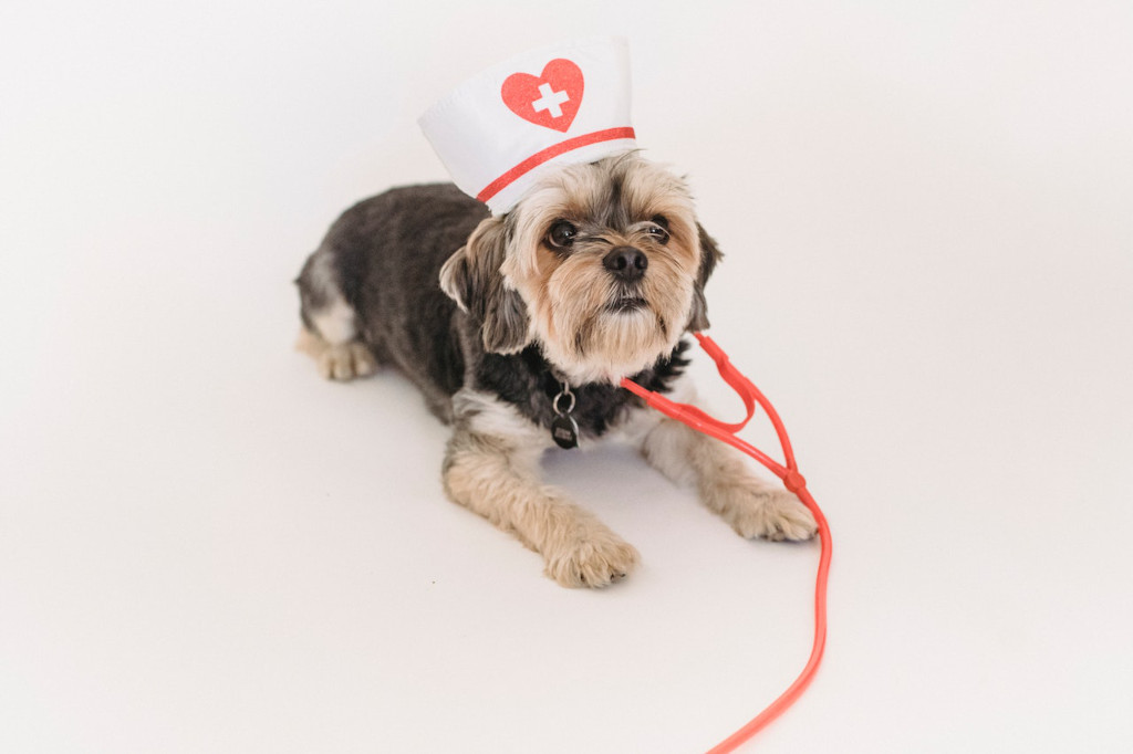 How Does Insurance Coverage Work for Pets?