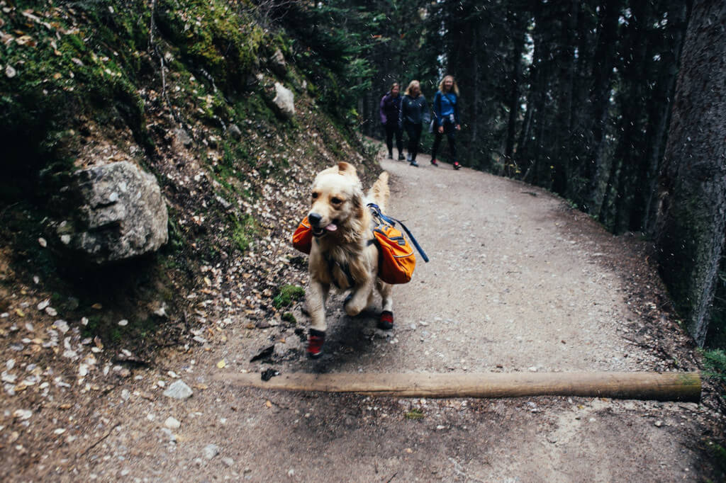 How to Take Your Pet on a Trip: 10 Steps