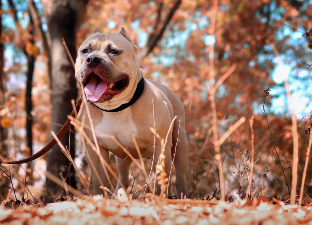 A Look at the Issues Surrounding Pit Bull Incidents in South Africa 