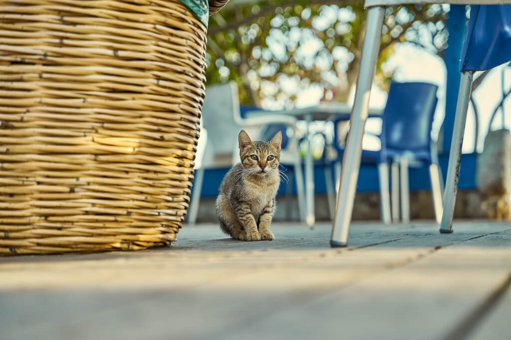 Pet Proofing Your Home for Kittens and Puppies 