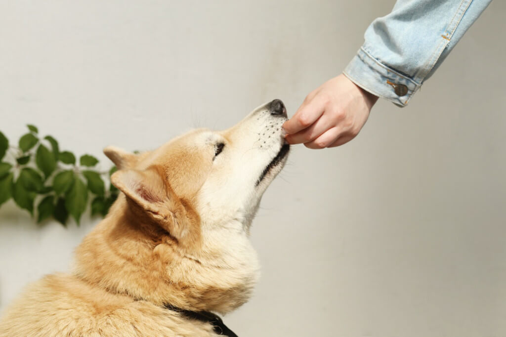 How to Be of Assistance to a Pet That Experiences Severe Separation Anxiety 