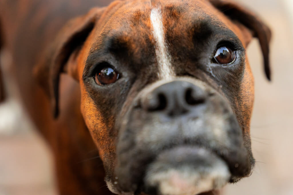 Are “Power Breeds” As Pets a Danger to Households?
