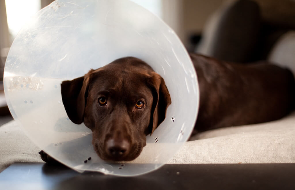 What Changes Take Place After the Spaying of Your Female Pets?
