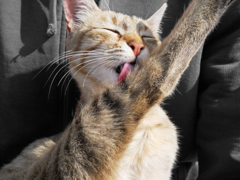 Why Do Cats Vomit Up Hairballs, and What Can Be Done About It? Furkidz