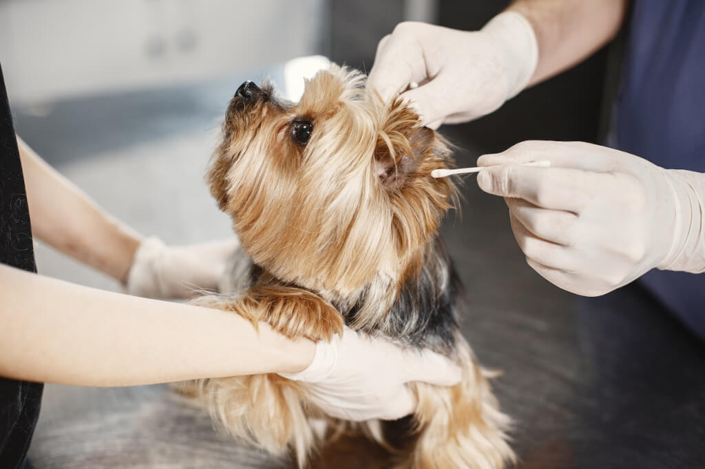 Would It Be Safe for Me to Treat My Pet’s Wounds at Home?