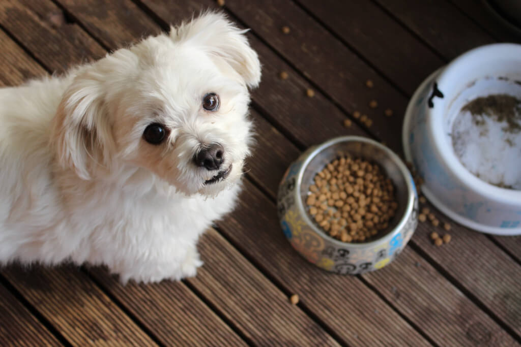 What Your Pet’s Age Tells You About What They Need to Eat