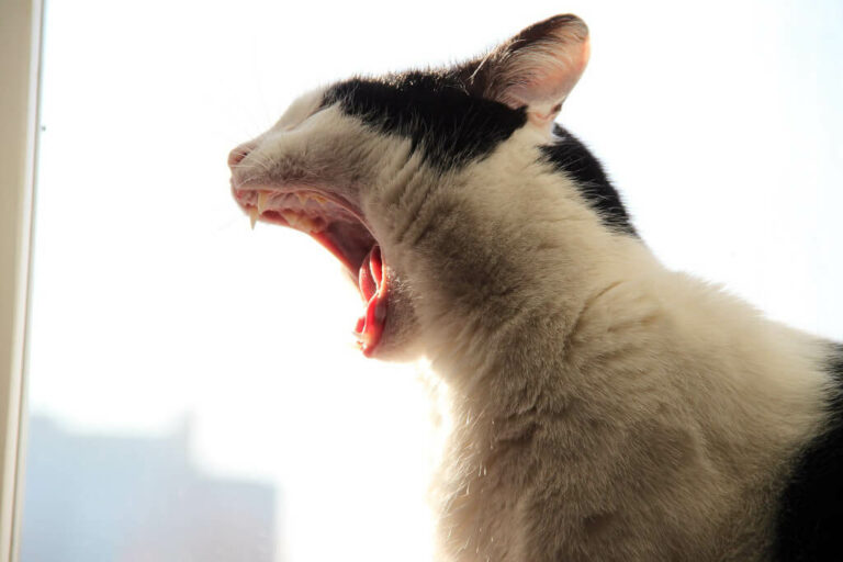 Why Do Cats Vomit Up Hairballs, and What Can Be Done About It? - Furkidz