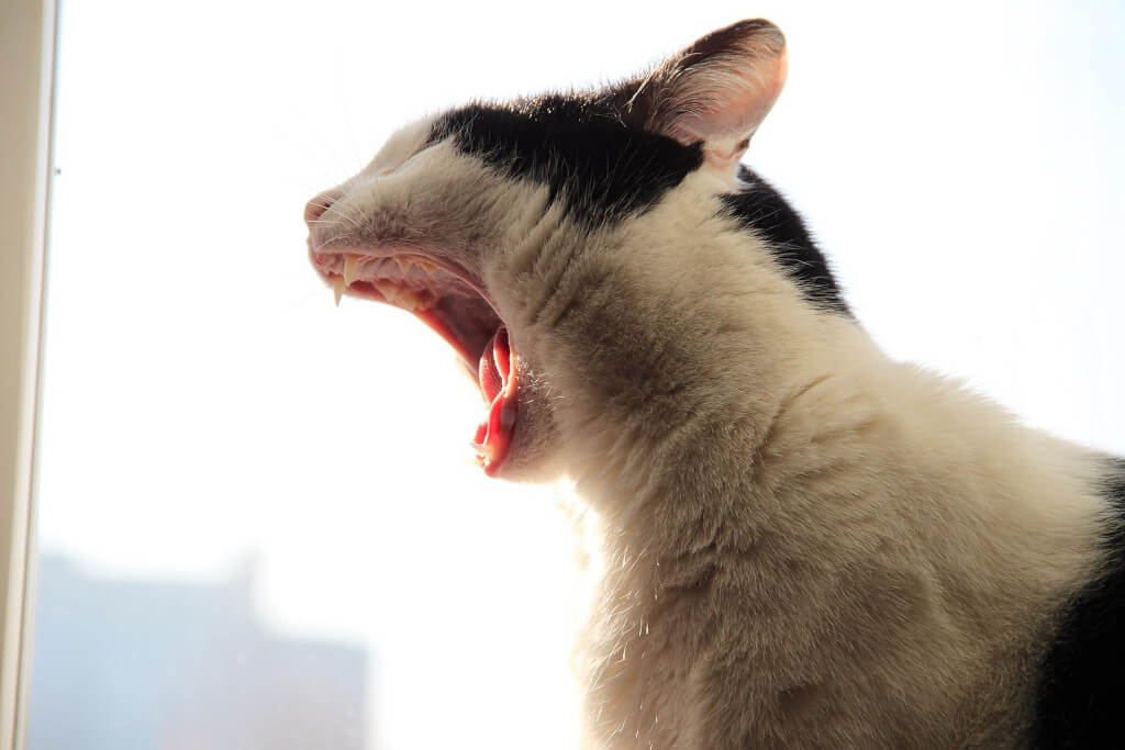 Why Do Cats Vomit Up Hairballs, and What Can Be Done About It? 